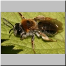 Andrena haemorrhoa - Sandbiene w09.jpg